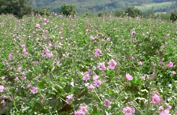 malva in fiore