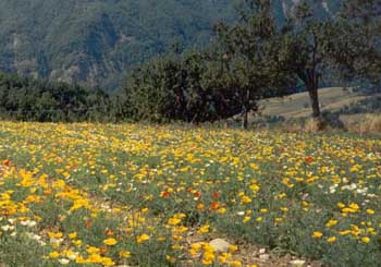 escolzia in fiore