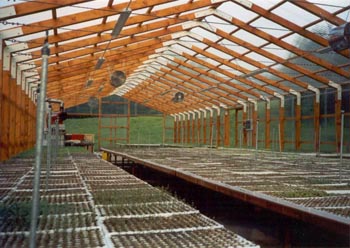 Le piantine nella serra